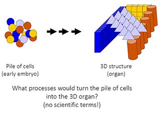 A drawing of equally-sized circles of different colors next to a group of different shapes in different colors. At the bottom of the drawing is the following question: What processes would turn the pile of cells into the 3D organ?