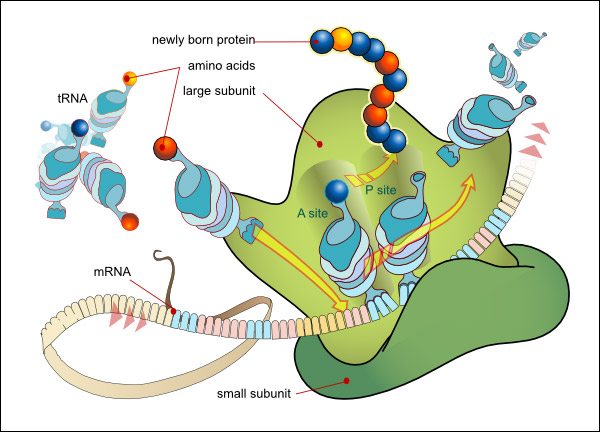 A diagram showing how the translation of the mRNA and the synthesis of proteins is made by ribosomes.