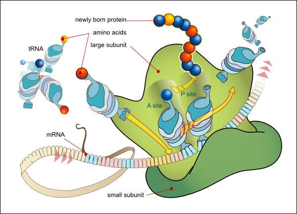 a diagram showing a ribosome in a cell, messenger RNA, and protein synthesis