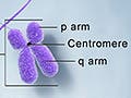 Figure showing DNA and histone proteins packaged into chromosomes.