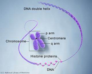 Genetics | Biology | MIT OpenCourseWare