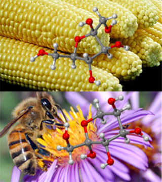 A ball and stick model of β-D-fructofuranose structure (found in corn syrup) shown next to sweet corn, along with a ball and stick model of β-D-fructopyranose structure (found in honey) shown next to a honeybee and flower.