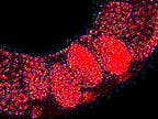 A magnified view of the roundworm C. elegans, appearing as a U-shaped curve, and stained in red. 