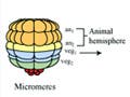 A diagram demonstrating normal vs. animal half alone development of a sea urchin.