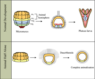 A diagram demonstrating normal vs. animal half alone development of a sea urchin.