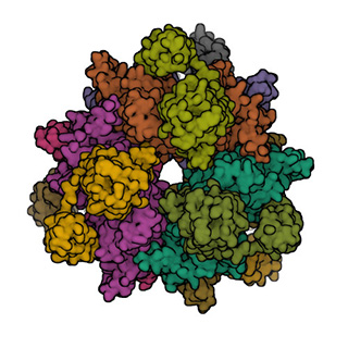 A multi-colored 3 dimensional illustration, shaped like a bumpy donut, representing the structure of an emzyme and its interconnected domains.