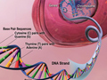 Illustration of a cell, showing the nucleus, and the DNA within the nucleus.