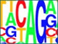 The letters A, T, G, and C, presented in different sizes and colors.