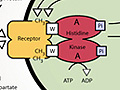 Diagram of the chemotactic pathway in E. coli.