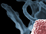 A neutrophil, shown as a large irregularly-shaped blue-gray cell, wrapping around pink oval-shaped Klebsiella pneumoniae bacteria.