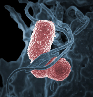 A neutrophil, shown as a large irregularly-shaped blue-gray cell, wrapping around pink oval-shaped Klebsiella pneumoniae bacteria.