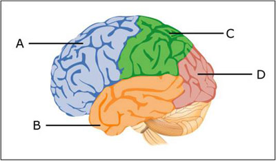 4 lobes of the brain and their functions