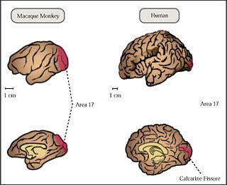 Primary visual cortex of the brain for human and monkey.