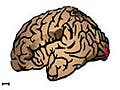 Primary visual cortex of the brain for human and monkey.