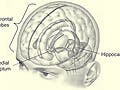 Brain diagram showing hippocampus, frontal lobes and medial septum.