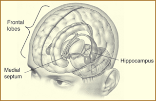 Brain diagram showing hippocampus, frontal lobes and medial septum.