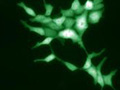 Green fluorescent neuronal cells.