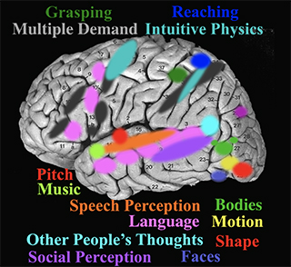 The Human Brain, Brain and Cognitive Sciences