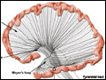 Drawing of the left hemisphere of the brain, including the outermost edge of the brain  connected by radiations of axons to the brainstem and spinal cord.