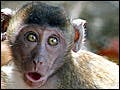 Photo of three young monkeys looking quite shocked at something going on behind the camera in Thailand.