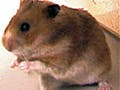 Photograph of a hamster.
