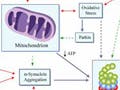 Causes and effects of decreased mitochondrial activity.