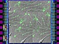 Image showing organic matter on a structured field.