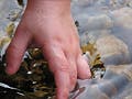 A toddler's hand feels the water and stone floor of a clear stream.