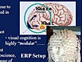 Image of what-where visual processing pathways, and an evoked response potential (ERP) setup.