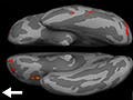 A graphic demonstrating BOLD signal activations in the brain.