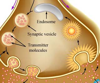 The image shows some of the neurotransmitter sections: the endosome, the synaptic vesicle and the transmitter molecules. 