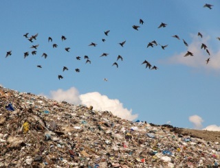 A photo of a flock of black birds flying over a large hill covered in garbage.