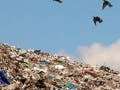 A photo of a flock of black birds flying over a large hill covered in garbage.