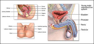 Diagrams of male and female reproductive systems.