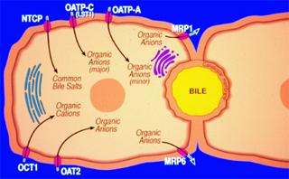 Figure of cell showing transport of various compounds through the lipid bilayer.