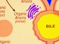 Figure of cell showing transport of various compounds through the lipid bilayer.