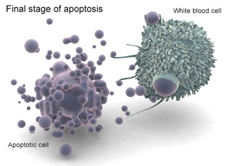 The final stage of apoptosis.