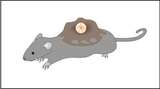 Lab rat with tumor visualization window apparatus on its back.