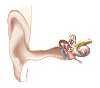 Anatomical drawing of the human ear.