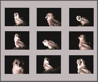 A series of photographs of an owl at night.