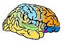 Figure illustrating areas of the brain that may be involved in different aspects of music perception and performance.