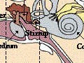 A diagram of the inner ear: ear flap, outer ear, ear canal, hammer, eardrum, anvil, middle ear, stirrup, Eustachian tube, cochlea, auditory nerve, inner ear.