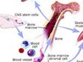 A diagram indicating the plasticity of aduklt stem cells.  The image shows various human organs and their relationships via stem cells.
