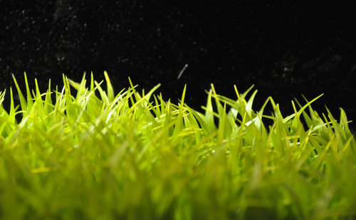 Close-up photo of blades of grass.