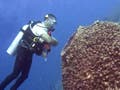 An underwater photo of a diver next to a giant barrel sponge.