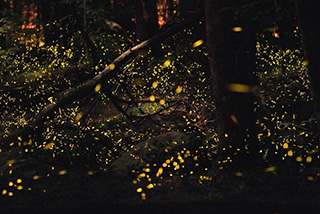 A close-up photograph of trees in a forest at dusk, swirling with tiny glowing yellow dots, each one a bioluminescent firefly.