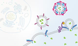 Illustration of the cell membrane and the transport of materials between the inside and outside of the cell.