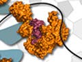 An illustration showing the cellular machinery involved in DNA replication inside a cell.