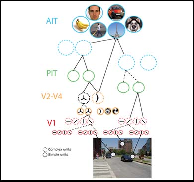 Diagram showing a model of how objects within a street scene are associated with categories, by moving through levels labeled  "V1", "V2-V4", "PIT" and finally "AIT."