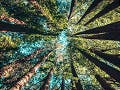 A photograph taken looking up at very tall trees in a forest.